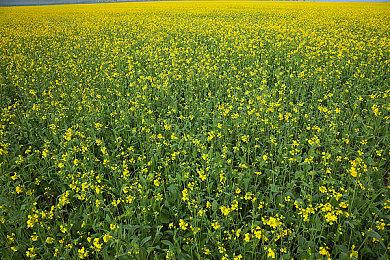 《黎明行者之血》全新预告 男主大战吸血鬼